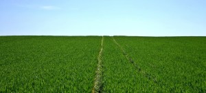 Bumerang Feld zum werfen
